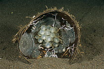 Needle Cuttlefish (Sepia aculeata) eggs laid inside a coconut shell, Bali, Indonesia