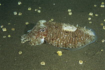 Needle Cuttlefish (Sepia aculeata) on ocean floor, Bali, Indonesia