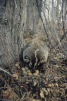 American Badger (Taxidea taxus) eating Mallard (Anas platyrhynchos) eggs in spring, Idaho