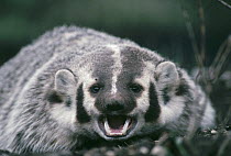 American Badger (Taxidea taxus) on fire scorched earth displays threat yawn, Yellowstone National Park, Wyoming