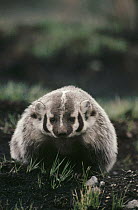 American Badger (Taxidea taxus) in fire scorched meadow showing signs of regrowth, Yellowstone National Park, Wyoming