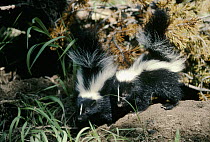 Striped Skunk (Mephitis mephitis) two babies in the spring, Idaho