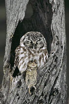 Boreal Owl (Aegolius funereus) in tree cavity with captured Bank Vole (Clethrionomys glareolus) in winter, Alaska
