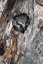 Boreal Owl (Aegolius funereus) in tree cavity in winter, Alaska