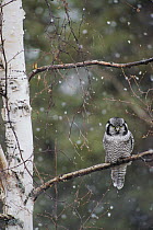 Northern Hawk Owl (Surnia ulula) perching on branch during snowfall in spring, Alaska