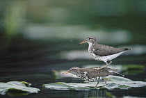 Spotted Sandpiper (Tringa macularia) couple courting while standing on lily pads in the summer, Wyoming