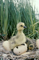 Canada Goose (Branta canadensis) hatchlings in nest with unhatched eggs, spring, Idaho