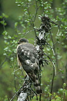 Sharp-shinned Hawk (Accipiter striatus) perching on branch, North America