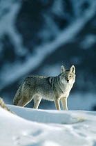Coyote (Canis latrans) standing in snow, North America