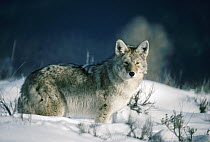 Coyote (Canis latrans) portrait in snow, North America