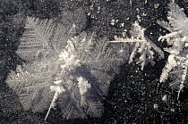 Ice crystals on frozen creek, Wrangell-St Elias National Park, Alaska