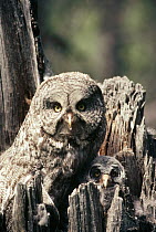 Great Gray Owl (Strix nebulosa) parent with chick in nest cavity in the spring, Idaho