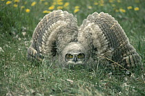 Great Horned Owl (Bubo virginianus) chick in defensive posture, spring, Idaho