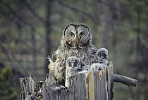 Great Gray Owl (Strix nebulosa) parent with owlets in nest cavity at top of snag, Idaho