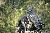 Great Gray Owl (Strix nebulosa) couple in nest cavity at top of snag in the spring, Idaho