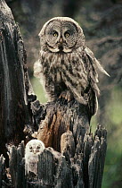Great Gray Owl (Strix nebulosa) parent and owlet in nest at top of a snag in the summer, Idaho