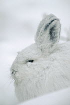Snowshoe Hare (Lepus americanus) camouflaged in winter snow, Alaska