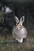 Snowshoe Hare (Lepus americanus) with coat changing to winter camouflage in fall, Idaho