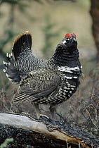 Spruce Grouse (Falcipennis canadensis) male courting, Alaska