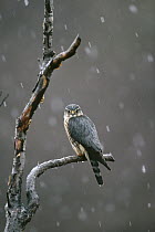 Merlin (Falco columbarius) perching in tree during snowfall, spring, Alaska