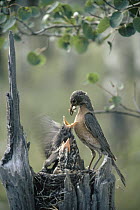 American Robin (Turdus migratorius) parent feeds grasshopper to chicks in nest cavity at top of a snag, summer, Idaho
