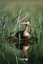 Red-necked Grebe (Podiceps grisegena) parent incubating eggs on nest made of reeds in summer, Idaho
