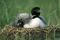Common Loon (Gavia immer) parent on nest with one day old chick in the summer, Wyoming