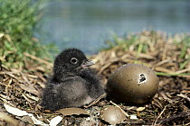 Common Loon (Gavia immer) chick with hatching egg in nest in the summer, Wyoming