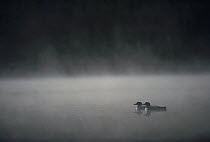 Common Loon (Gavia immer) pair on misty lake in the spring, Wyoming