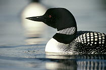 Common Loon (Gavia immer) adult on lake in the summer, Wyoming