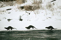 North American River Otter (Lontra canadensis) trio running along river bank in winter, Salmon River, Idaho