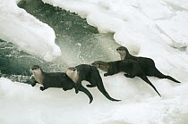 North American River Otter (Lontra canadensis) group along snow-covered river bank, Salmon River, Wyoming