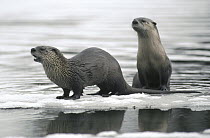 North American River Otter (Lontra canadensis) pair along river bank in snow, Yellowstone National Park, Wyoming