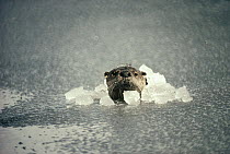 North American River Otter (Lontra canadensis) breaking through river ice while fishing in the spring, Yellowstone National Park, Wyoming