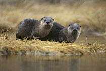 North American River Otter (Lontra canadensis) pair along river bank in the fall, Yellowstone National Park, Wyoming
