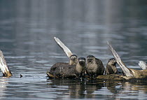 North American River Otter (Lontra canadensis) family resting on submerged log in the spring, Montana
