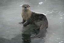 North American River Otter (Lontra canadensis) on iced over river, Yellowstone National Park, Wyoming