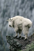 Mountain Goat (Oreamnos americanus) portrait, Glacier National Park, Montana