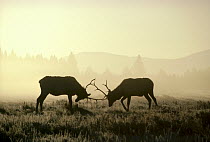 Elk (Cervus elaphus) two males sparring in the fall, Yellowstone National Park, Wyoming