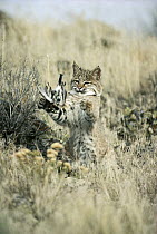 Bobcat (Lynx rufus) juvenile playing with captured Horned Lark (Eremophila alpestris) spring, Idaho