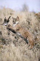 Bobcat (Lynx rufus) juvenile playing with captured Horned Lark (Eremophila alpestris) in the spring, Idaho