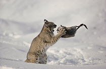 Bobcat (Lynx rufus) fighting with Muskrat (Ondatra zibethicus) in winter, Idaho. Sequence 1 of 4