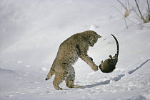 Bobcat (Lynx rufus) fighting with Muskrat (Ondatra zibethicus) in winter, Idaho. Sequence 2 of 4