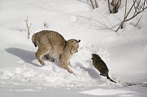Bobcat (Lynx rufus) hunting Muskrat (Ondatra zibethicus) in winter, Idaho. Sequence 3 of 4