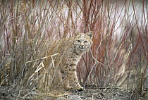Bobcat (Lynx rufus) juvenile emerging from dry grass in the spring, Idaho