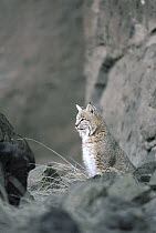 Bobcat (Lynx rufus) alert adult watching for prey, Idaho