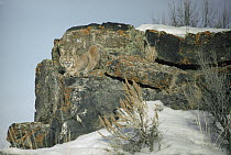 Bobcat (Lynx rufus) adult camouflaged on rocks in the winter, Idaho