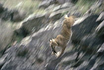 Bobcat (Lynx rufus) running with captured Red Squirrel (Tamiasciurus hudsonicus) summer, Idaho