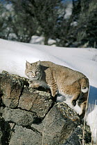 Bobcat (Lynx rufus) portrait in the winter, Idaho