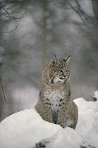 Bobcat (Lynx rufus) resting in snow, Idaho